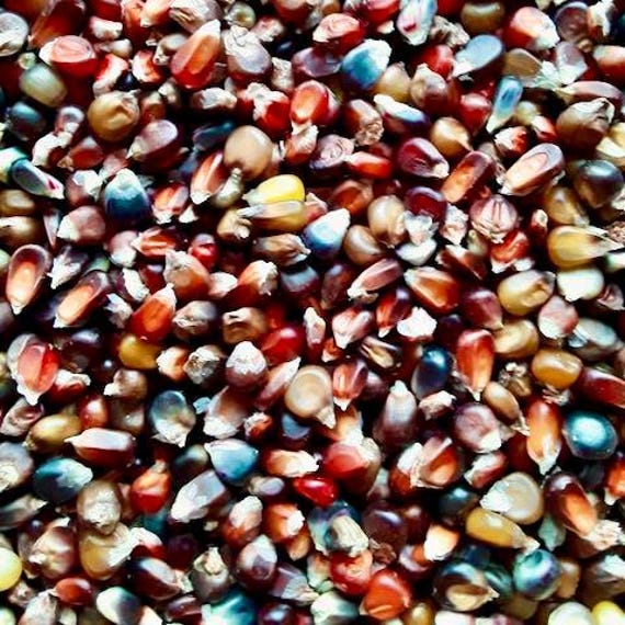 bird seed millet plant Hancock's Brown Top Millet Seed