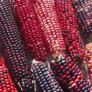 Rare Rainbow Red Corn Seeds for Planting | NonGMO Chemical-Free | Stunning Magenta Corn Seeds | Ceremonial Corn Seeds, Ornamental Corn Seeds
