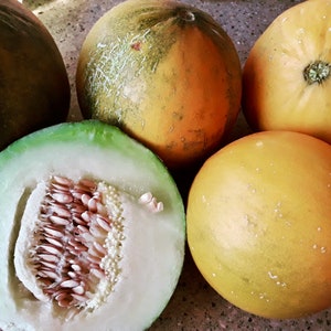 Collective Farm Woman Cantaloupe Seeds for Planting | Non GMO, Chemical-Free, Heirloom Seeds | Short Season, Drought Tolerant Seeds