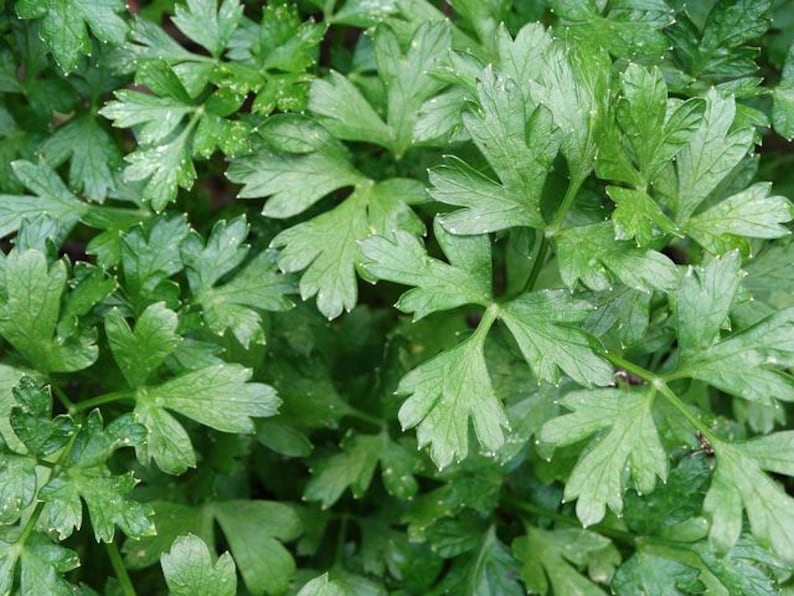 VibrantEarthSeeds Italian Flat Leaf Parsley Seeds