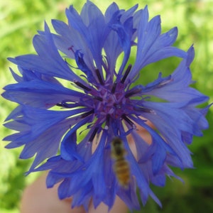 Bachelor&#39;s Button Seeds for Planting | Non gmo Heirloom Seeds | Drought Tolerant, Easy to Grow, Blue and Pink Flower Seed
