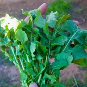 Arugula Seeds for Planting | Non gmo Landrace Seeds | Super Hardy, Selected for Survival in Cold, Heat, Drought | Emergency Garden Seeds