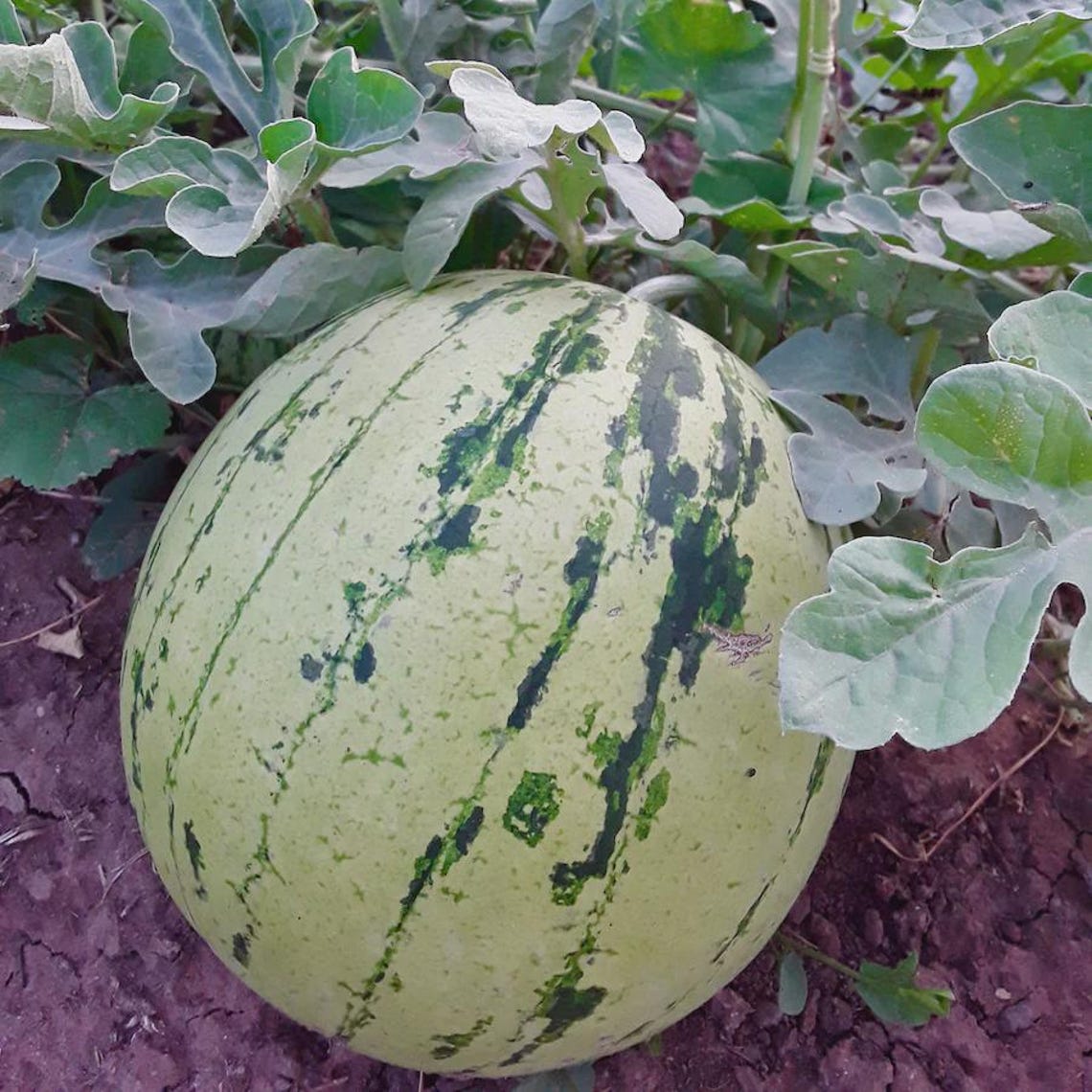Native Watermelon Diné Origin Sweet Storage Watermelon Seeds for Planting | Red Seeded ...