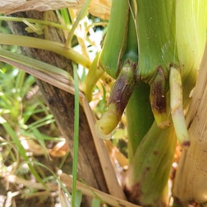 May include: Close-up of a corn stalk base with emerging roots. The stalk is green, with brown and purple hues at the root nodes. The background includes dry stalks and green grass, suggesting a field setting.