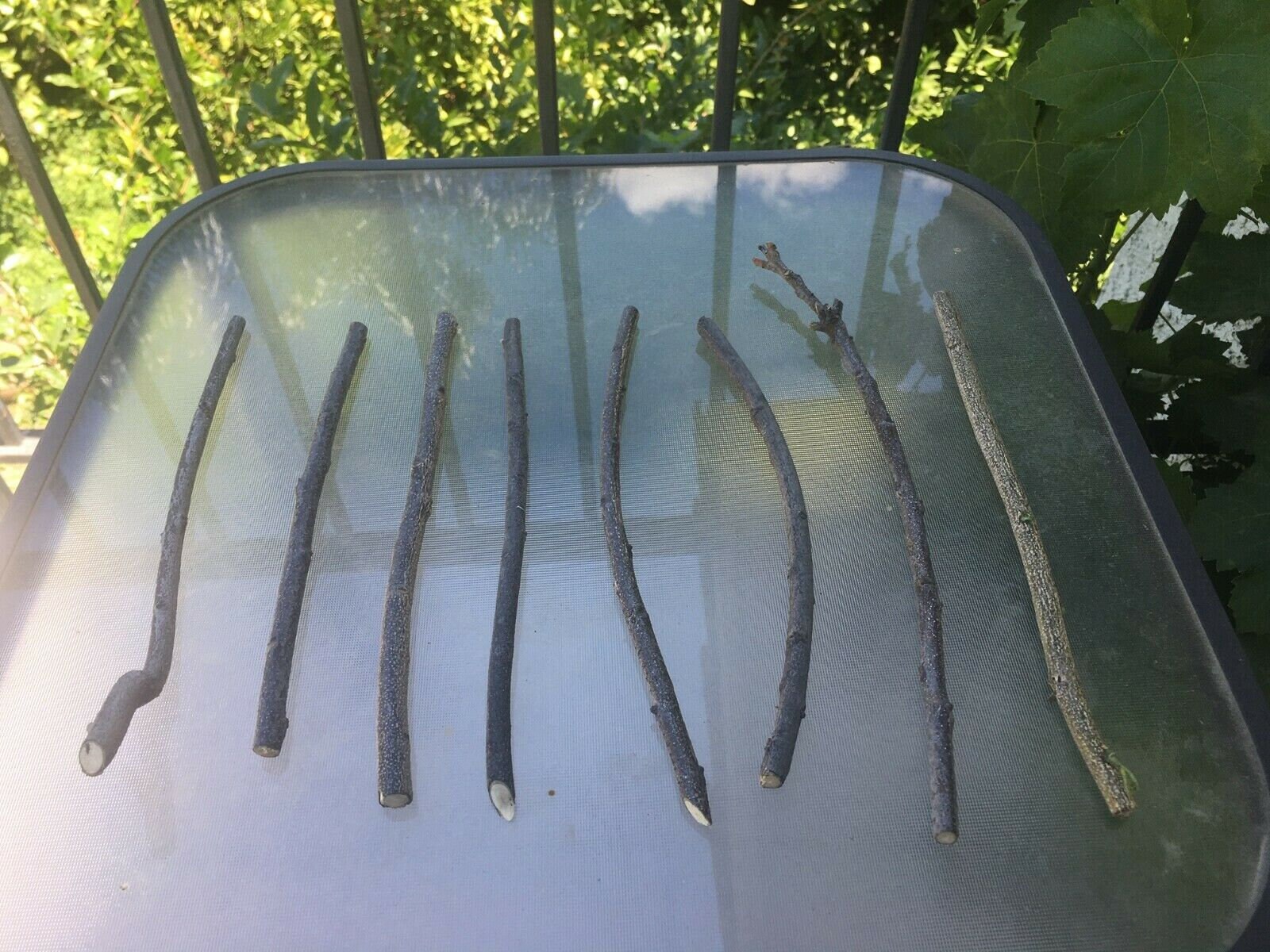 Curry Leaf Tree, 4 Unrooted Cuttings 7-8 Inches