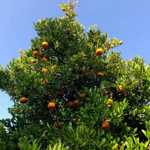 20 Honey Murcott Tangerine Seeds Super Sweet Taste - Etsy