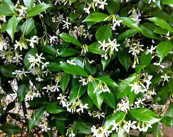 Organic Live USA Star Jasmine Plant, 10 Unrooted Cuttings 7-8&quot; Highly fragrant
