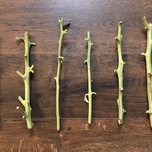 4 Variegated Pink Lemon Tree Unrooted Cuttings (7-8 inches) – Unique Pink Flesh Lemons for Year-Round Growth