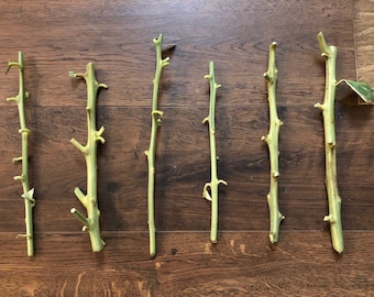 4 Variegated Pink Lemon Tree Unrooted Cuttings (7-8 inches) – Unique Pink Flesh Lemons for Year-Round Growth