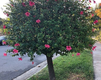 Red Hibiscus Plant, 4 Unrooted Cuttings 7-8&quot;