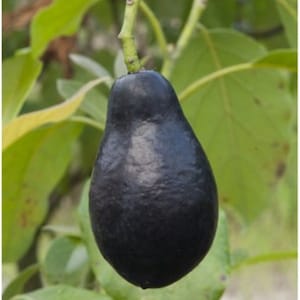 Mexicola Grande Avocado Tree - 4 Unrooted Cuttings