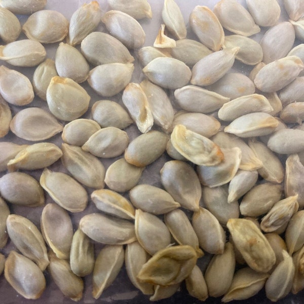 Peak Season: 20 Mandarinquat Seeds (Citrus reticulata x Fortunella)