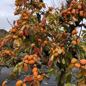 Four (4) Fuyu Persimmon Tree Unrooted Cuttings - 7 to 8 Inches