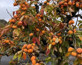 Four (4) Fuyu Persimmon Tree Unrooted Cuttings - 7 to 8 Inches