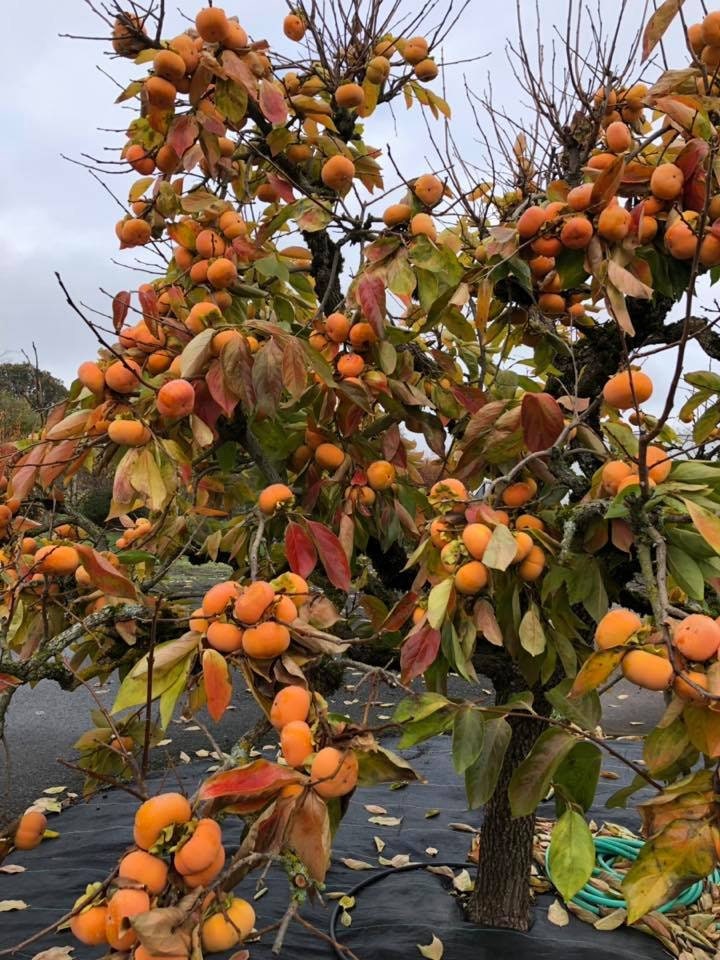 Four (4) Fuyu Persimmon Tree Unrooted Cuttings - 7 to 8 Inches