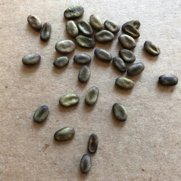 30 Palo Verde Tree Seeds