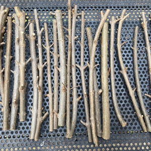 Four (4) EVERSWEET POMEGRANATE TREE Non-Rooted Cuttings 7-8 Inches