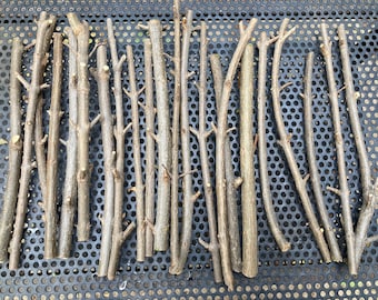 Four (4) EVERSWEET POMEGRANATE TREE Non-Rooted Cuttings 7-8 Inches