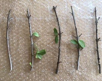 Tropical Pink Guava Tree Cuttings – 4 Unrooted Cuttings for Propagation