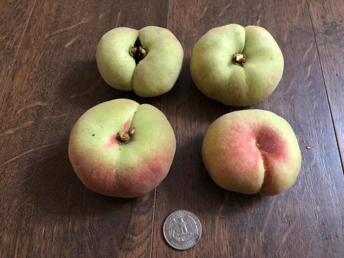 Donut Peach Tree 4 Unrooted Cuttings 78 Inches for Etsy