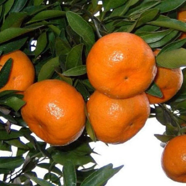 20 Honey Murcott Tangerine Seeds Super Sweet Taste