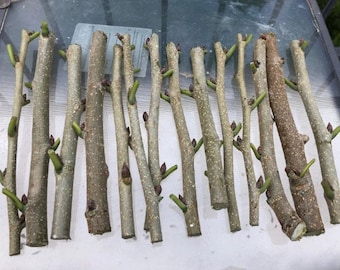 Four (4) PAKISTAN MULBERRY TREE Unrooted Cuttings – 7 to 8 Inches – Sweet Purple-Red Fruit, Fast Growing