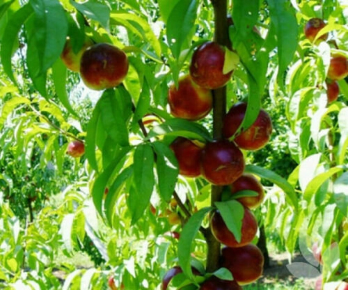 Red Gold Nectarine Tree 8 Unrooted Cuttings 78 Inches Etsy