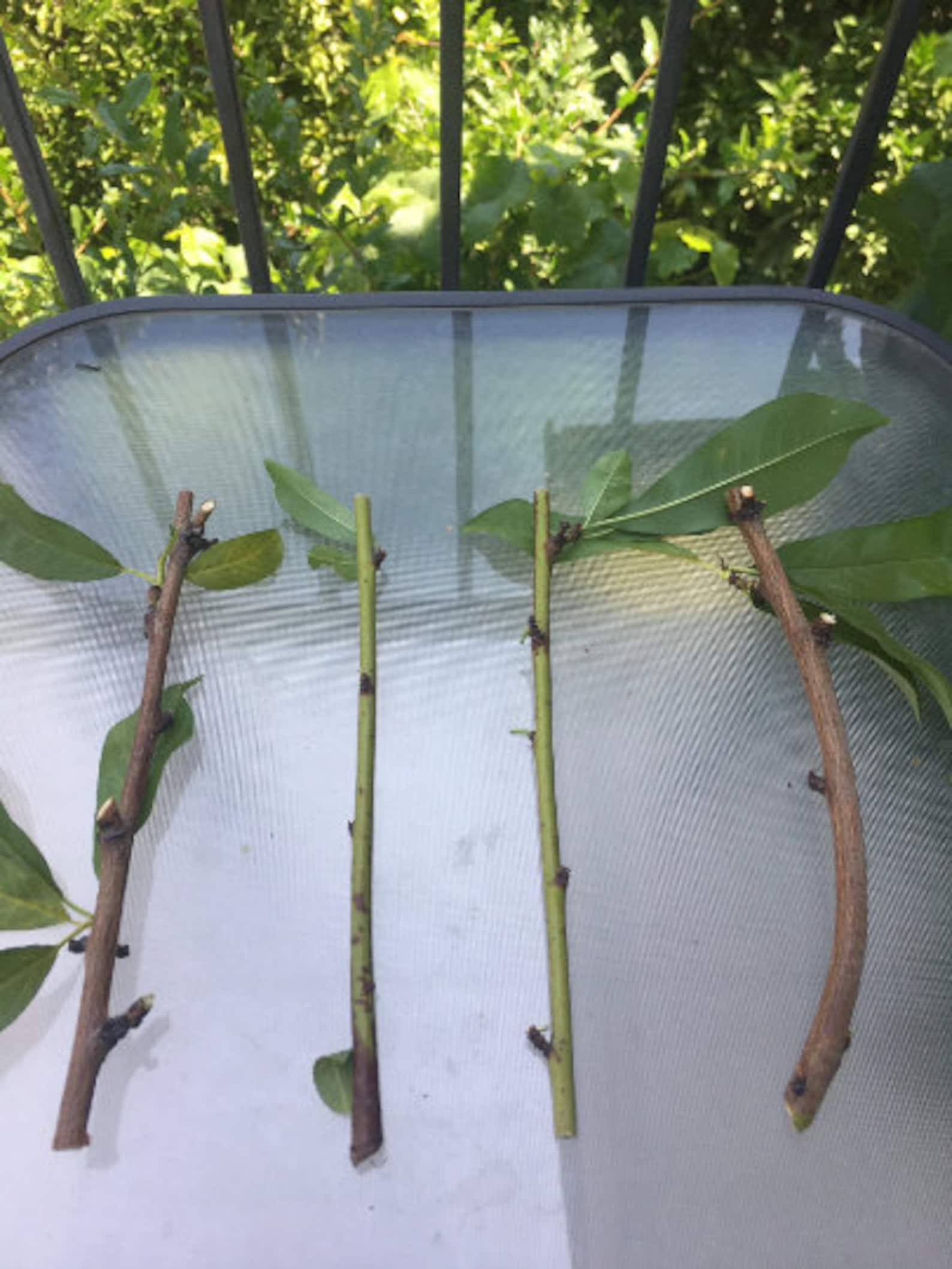 Red Gold Nectarine Tree 4 Unrooted Cuttings 78 Inches Etsy