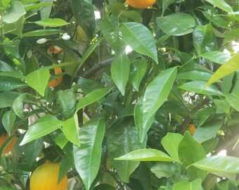 Fresh, organic orange leaves. (200 Leaves)