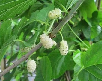 5 WHITE MULBERRY TREE Non-rooted Cuttings (7-8 inches) for Rooting & Grafting