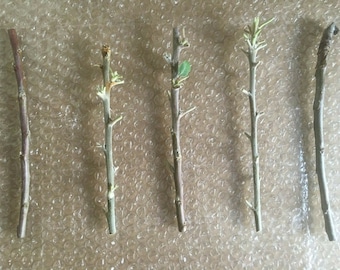 Yellow Delicious Apple Tree, 4 Unrooted Cuttings 7-8 Inches
