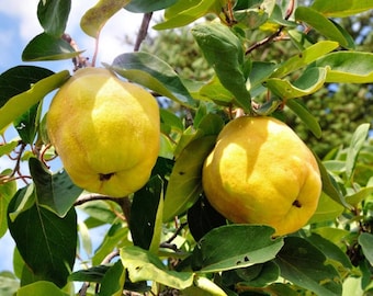 Four (4) Quince Tree (Cydonia oblonga) Non-Rooted Cuttings 7-8 Inches
