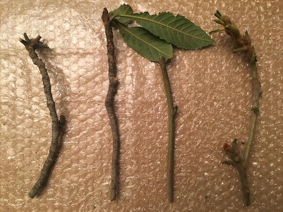 Loquat Tree – 4 Unrooted Cuttings (7-8 inches) for Propagation