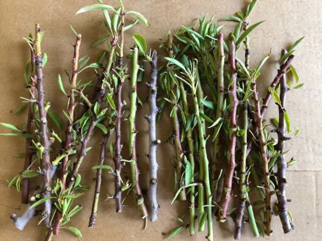 Almond Tree prunus Dulcis, 4 Unrooted Cuttings 78 Inches for Propagation Etsy