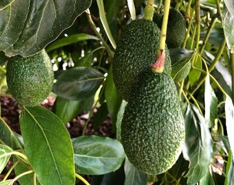 Hass Avocado Unrooted Cuttings - Set of 4