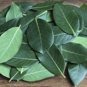 May include: A pile of fresh green bay leaves, a common herb used in cooking.