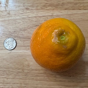 Four (4) Minneola Tangelo Tree - Unrooted Cuttings 7-8 Inches - Etsy