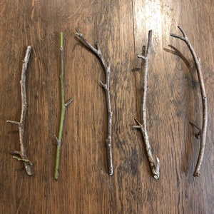 May include: A collection of eight natural twigs, varying in length and shape, arranged horizontally on a wooden surface. Some twigs have small branches or buds.
