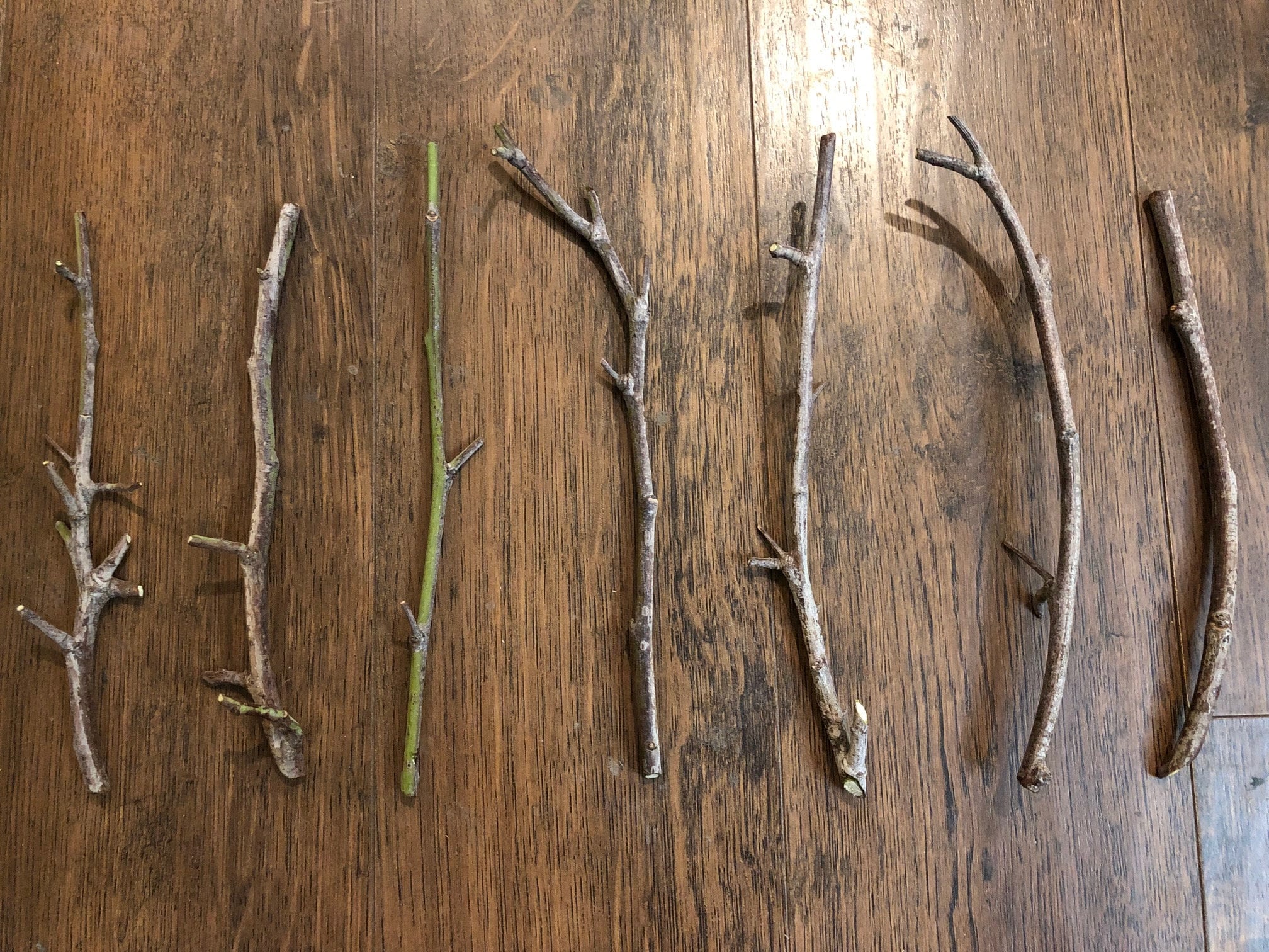 Six (6) Schinus molle California Pepper Tree Cuttings – 7-8 Inches – Perfect for Propagation