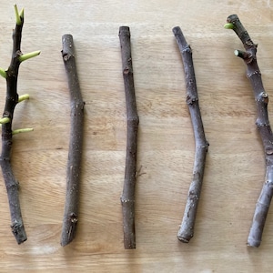 Four (4) California Black Mission Fig Tree Cuttings – 7-8 Inches – Ideal for Propagation