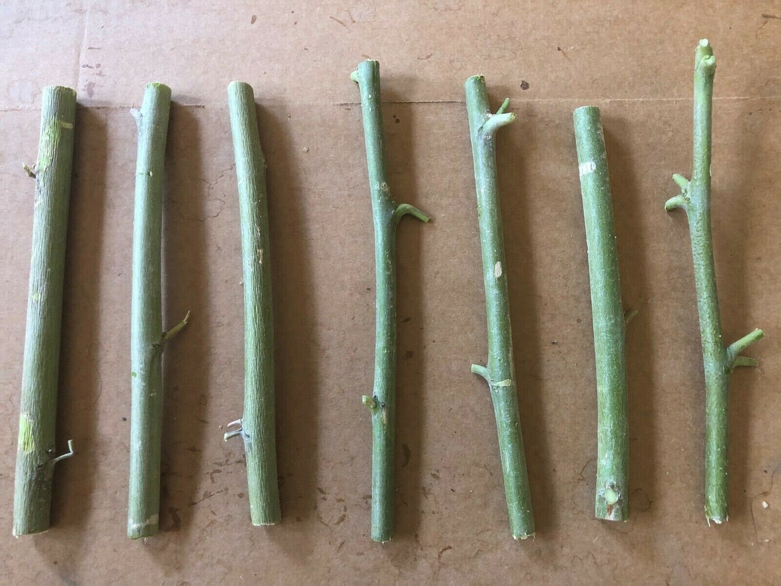 Moringa Oleifera 4 Unrooted Cuttings: Start Your Own Miracle Tree