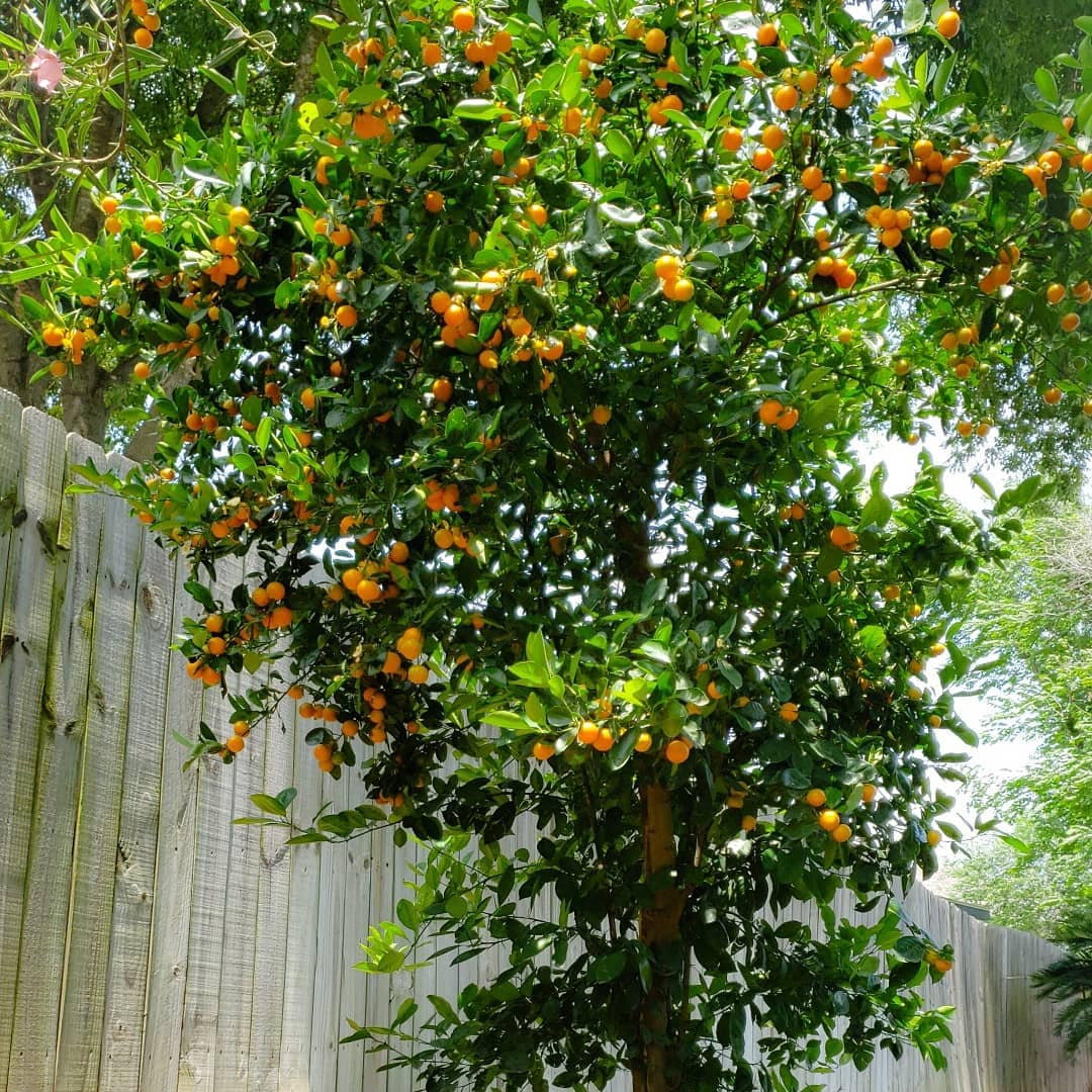 Calamansi Tree, 4 Unrooted Cuttings for Propagation Etsy