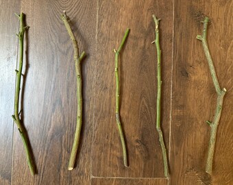 Cocktail Grapefruit 4 Unrooted Cuttings (7-8 inches) - Grow Your Own Citrus Haven!