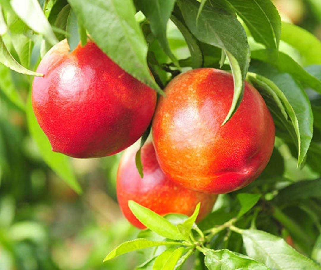 Red Gold Nectarine Tree 4 Unrooted Cuttings 78 Inches Etsy