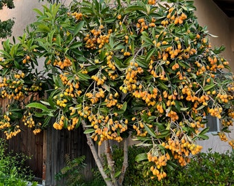 Loquat Tree, 4 Unrooted Cuttings, 7-8 inches for Propagation