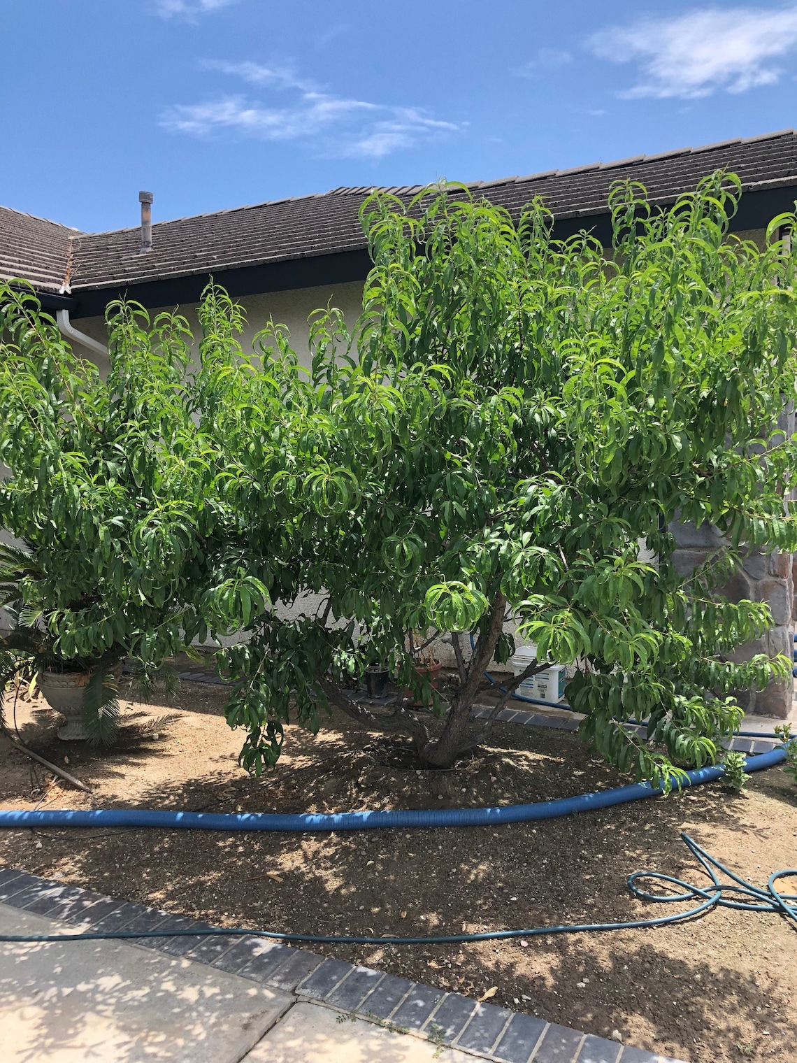 Donut Peach Tree 4 Unrooted Cuttings 78 Inches for Etsy