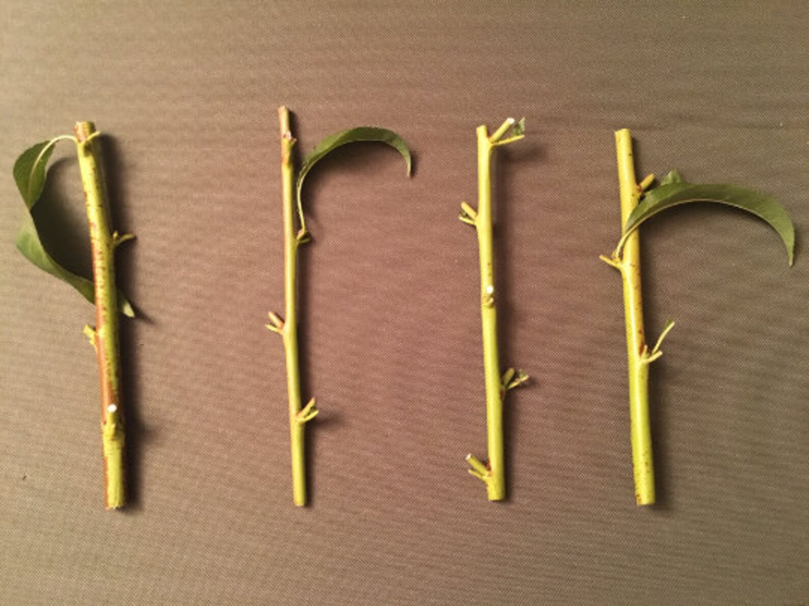 Red Gold Nectarine Tree 4 Unrooted Cuttings 78 Inches Etsy