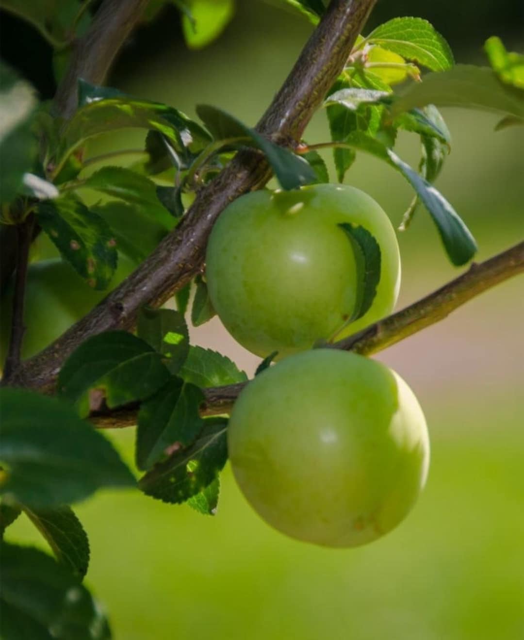 Persian Green Plum Tree, 4 Unrooted Cuttings 78 Inches Etsy