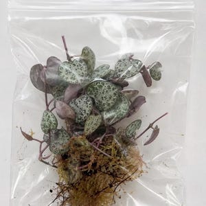 May include: A Ceropegia woodii plant cutting with heart-shaped, variegated green and silver leaves and thin purple stems, packaged in a clear plastic resealable bag with a small amount of brown sphagnum moss around the base of the plant roots.