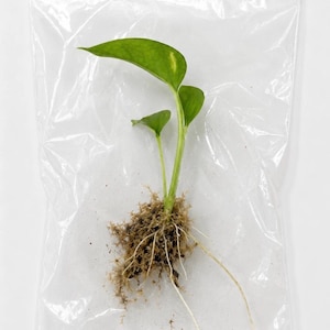 May include: A small green pothos plant cutting with two leaves and exposed roots encased in a clear plastic zip-top bag. The plant features variegated green foliage and a root system surrounded by brown sphagnum moss for moisture retention.